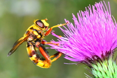 Milesia crabroniformis