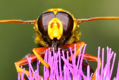 Milesia crabroniformis
