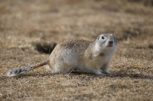 Long-tailed Ground Squirrel