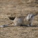 Long-tailed Ground Squirrels - Photo (c) Евгения Мусиенко, some rights reserved (CC BY-NC-ND), uploaded by Евгения Мусиенко