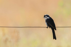 Melaenornis pammelaina