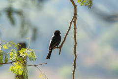Melaenornis pammelaina