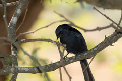 Melaenornis pammelaina