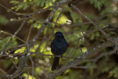 Melaenornis pammelaina