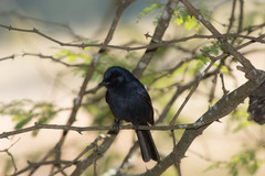 Melaenornis pammelaina