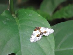 Abraxas amicula-illuminata