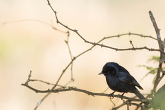 Melaenornis pammelaina