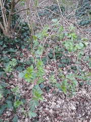 Sambucus nigra