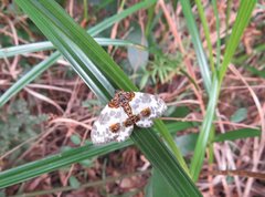 Abraxas amicula-illuminata