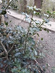 Ilex aquifolium