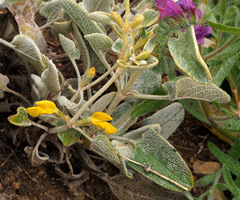 Phlomis brachyodon