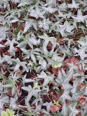 Hedera helix