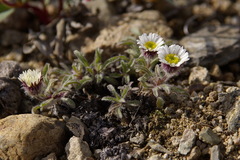 Erigeron denalii