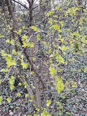 Crataegus monogyna