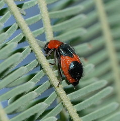 Dicranolaius