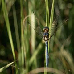 Orthetrum abbotti
