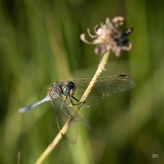 Orthetrum abbotti