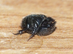 Onthophagus pilosus