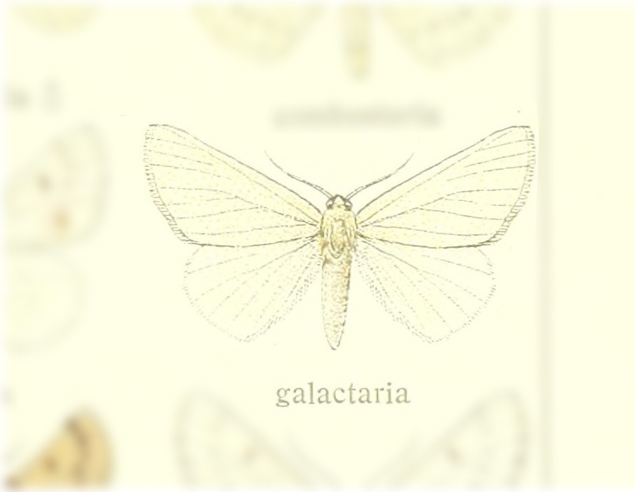 Dyscia galactaria