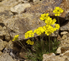 Draba oligosperma