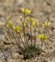 Draba oligosperma