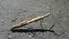 Trachythorax sparaxes