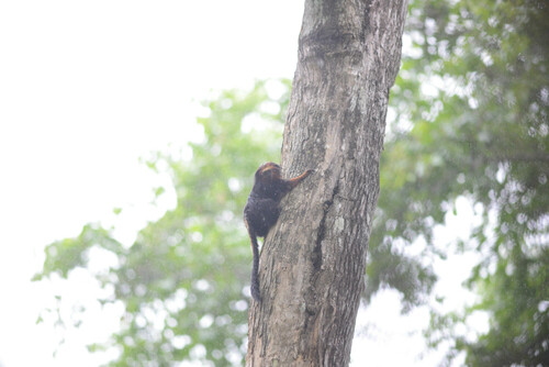 ゴールデンヘッドライオンタマリン