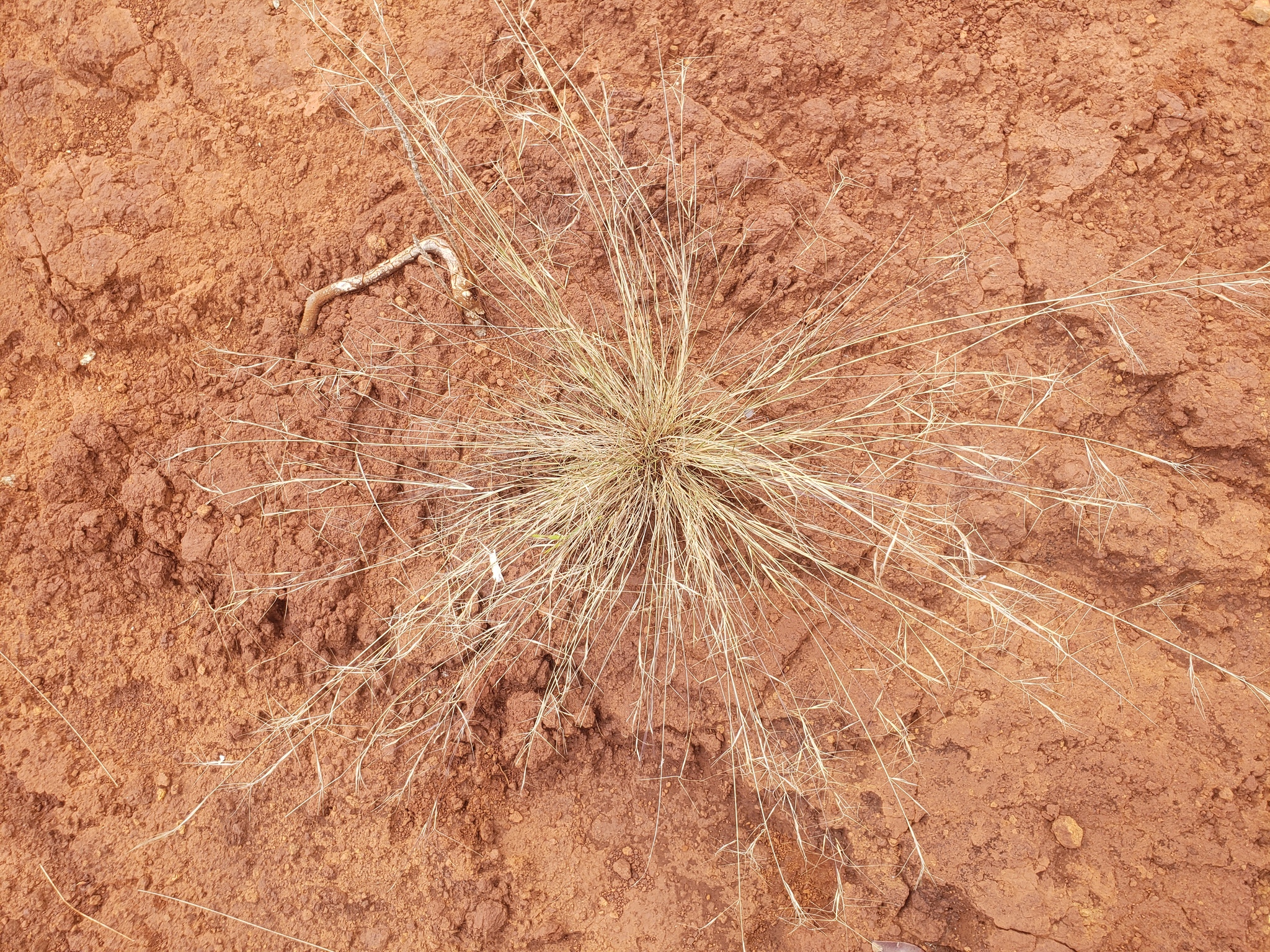 Aristida portoricensis