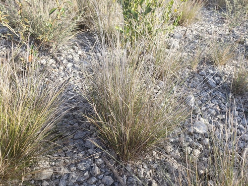 Aristida calcicola