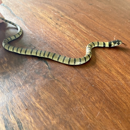 Eastern Brown Snake sighting