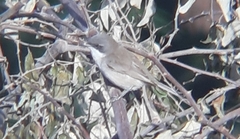 Curruca curruca althaea