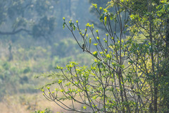 Trachyphonus vaillantii