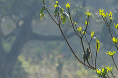Trachyphonus vaillantii