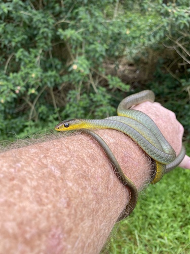 Common Tree Snake sighting