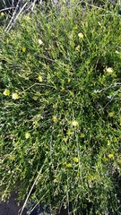 Crocanthemum scoparium