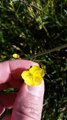 Crocanthemum scoparium