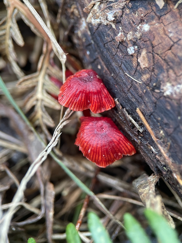 Ruby Bonnot ruby bonnet from Humphries Rd, Frankston South, VIC, AU on October 17 ...