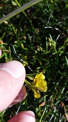 Crocanthemum scoparium