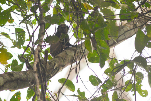 Wied's Marmoset