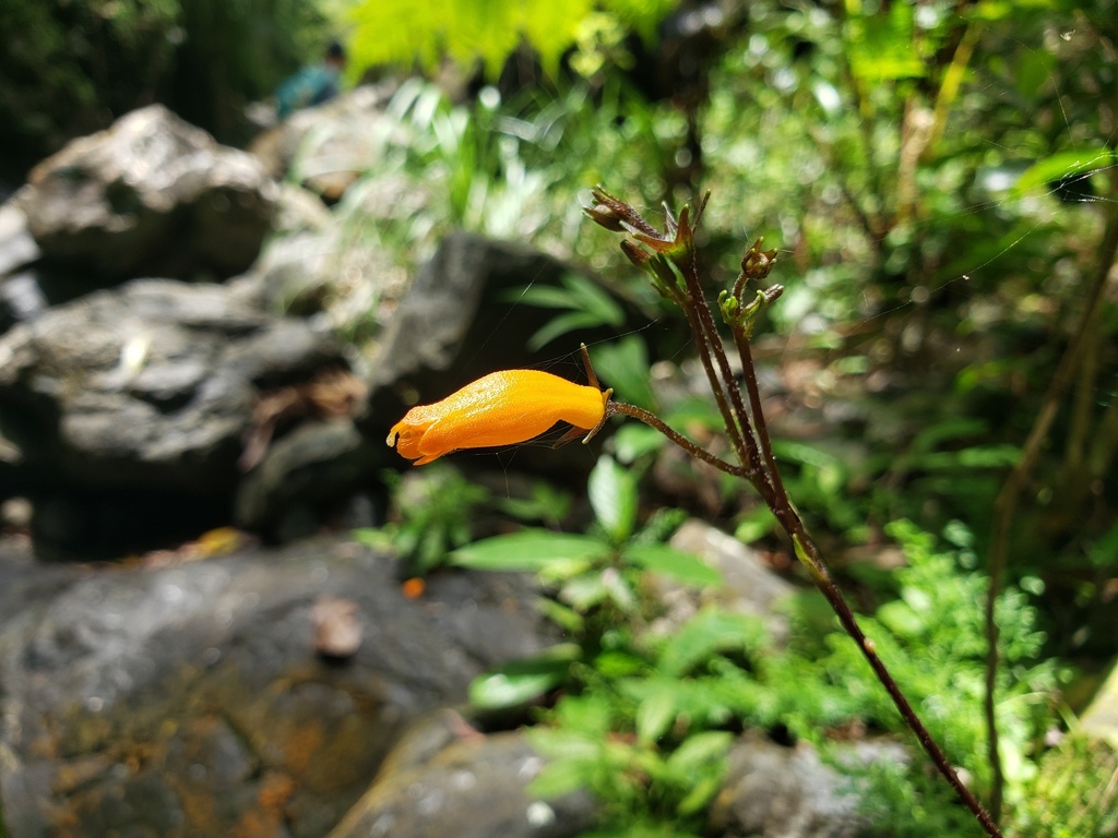Yerba Maricao de Cueva
