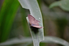 Paryphthimoides poltys