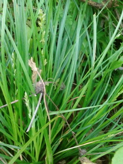 Carex divulsa divulsa