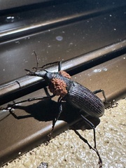 Rhinostomus barbirostris image