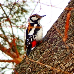 Dendrocopos major