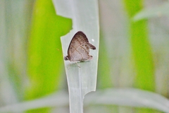 Paryphthimoides poltys