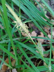 Carex laevigata