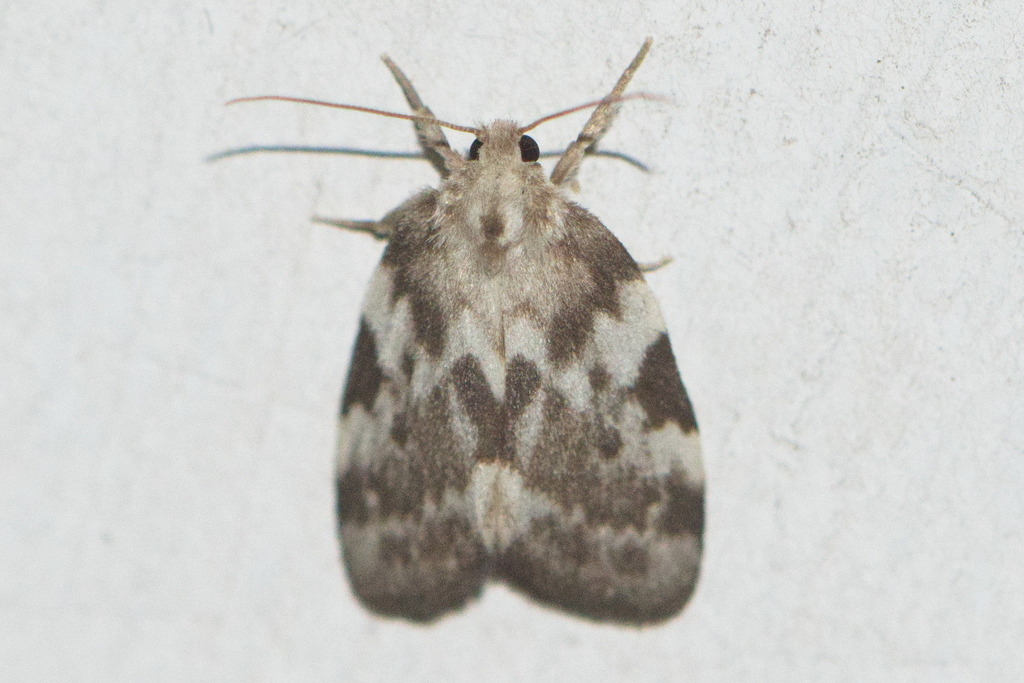 Schistophleps