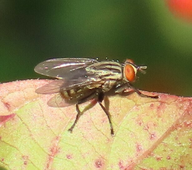 Common Flesh Flies from Mission, TX, USA on October 12, 2023 at 09:16 ...