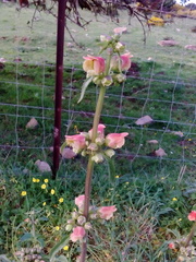 Scrophularia sambucifolia