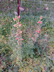Scrophularia sambucifolia